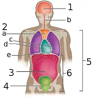 The abdominopelvic cavity 6 is made up of the abdominal cavity 3 and the pelvic cavity 4.