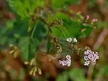 B. erecta in Hyderabad