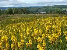 Bog asphodel