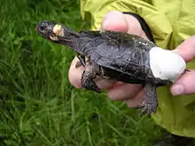 A bog turtle held in the hand of a man releasing it. Close up of the turtle's head as he or she looks to the left