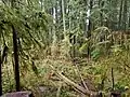 Forest with tall soggy trees and a bunch of moss and ferns