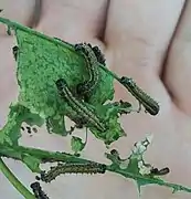 Larvae almost fully grown