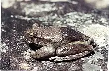 Image 22This frog changes its skin colour to control its temperature. (from Animal coloration)