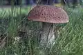 Image 43Boletus edulis, also known as "cep", is an edible wild bolete found in Europe (from Mushroom)