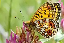 Ventral view