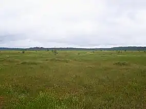 Staroselsky Mokh swamp, Central Forest Nature Reserve