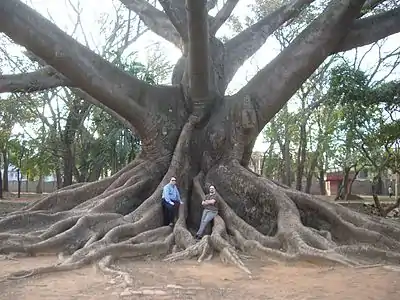 Image 17Buttress roots of the kapok tree (Ceiba pentandra) (from Tree)