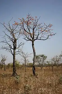 Bombax costatum near Folonzo