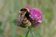 One of the Trust's projects is to save the rare great yellow bumblebee in Britain.