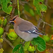 Perching Bohemian waxwing