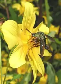 Lepidophora on Bidens laevis