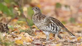 The Ruffed grouse