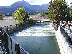 Fish ladder at Bonneville Dam