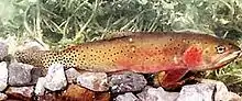 Bonneville cutthroat trout