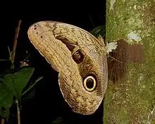 Caligo oedipus