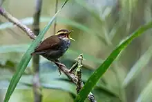 short-tailed bird with a brown back, white underparts, and a buffy eyebrow