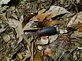 Pill millipede spotted in Borneo