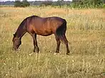 Meadows near the Borzna