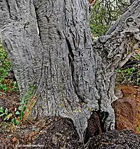 subsp. rehmanniana,bark