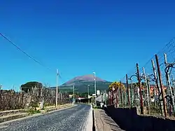 Lacryma Christi vinyard below Mount Vesuvius