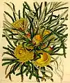 Botanical illustration from Curtis's Botanical Magazine