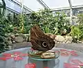 Owl butterfly inside the tropical house