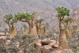 Close-up of stand of A. obesum var. socotranum, Socotra