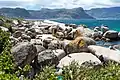 Boulders Beach with swimmers. In the background, the penguin colony and visitors can be seen