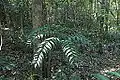 Bowenia serrulata growing in transition forest near Byfield, in the Capricornia region of Queensland, Australia