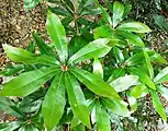 Juvenile tree growing on the forest floor on Table Mountain.