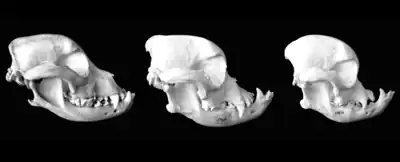 Three bulldog skulls. From left to right, the face becomes flatter, with a shorter snout and pronounced underbite and protruding jaw.