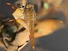 Teneral male, Thailand