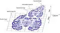 Massive brain images are formatted as multiresolution image pyramids, enabling rapid navigation by loading small image tiles instead of the entire image.