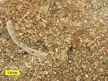 Close view of Brassfield Formation near Fairborn, Ohio, showing grains mainly composed of crinoid fragments.