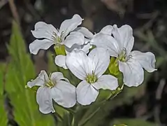 Inflorescence