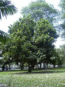 A breadfruit tree in Honolulu, Hawaii