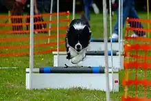 Dog Agility and Flyball