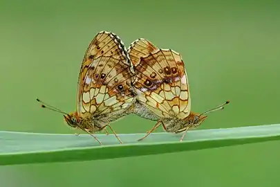 Mating pair