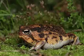 Side View of Breviceps namaquensis