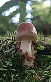 Amanita fulva.