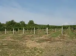 Image 23Vineyard in Brhlovce, Slovakia (from Viticulture)