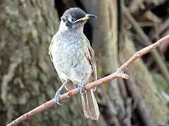 Julatten, north Queensland, Australia.