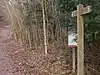 West Dean Woods