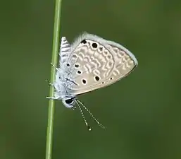 Ventral view