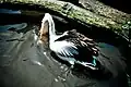 Australian pelican catching prey at Weltvogelpark Walsrode