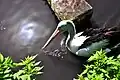 Australian pelican during summer heat at Weltvogelpark Walsrode