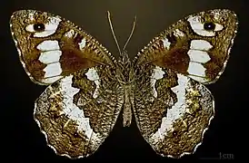 Male underside