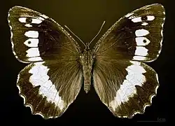 Female