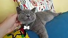 A cat smiling which being scratched behind the ear