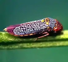 Broad-headed Sharpshooter (Oncometopia orbona)